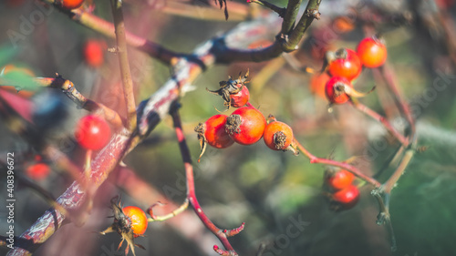 Beautiful wild rose hips in late autumn. Shooting with a Soviet manual lens.