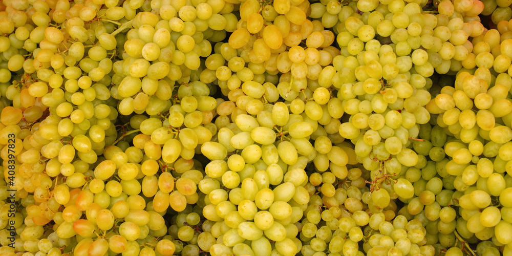 Juicy grapes. harvest, texture, wallpaper Juicy grapes. harvest, texture, wallpaper