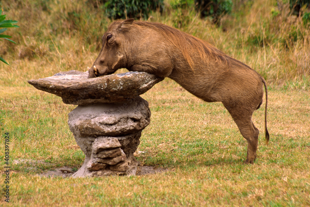 Fototapeta premium Warthog standing on hind legs to drink from bird bath on lawn at Governors' Camp, Masai Mara Game Reserve, Kenya