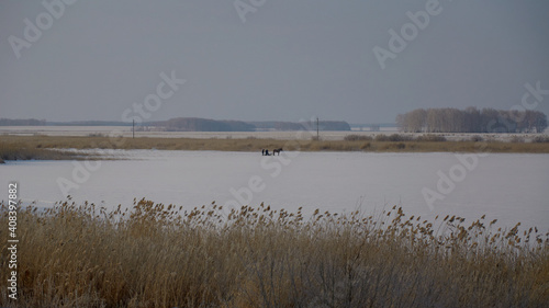 horse on a frozen lake