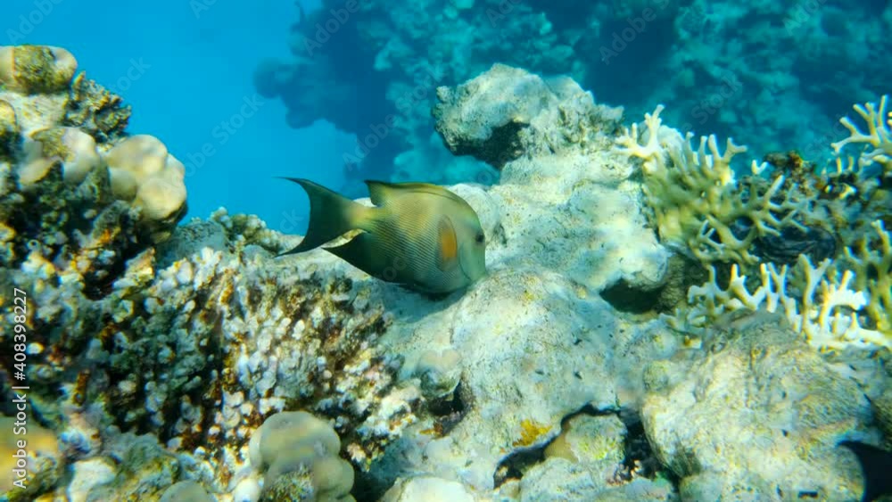 Surgeonfish with fishes of other species feed on coral reef. Orange-dotted Bristletooth or Bristle Toothed Surgeonfish (Ctenochaetus striatus). Underwater life in the ocean. Surgeonfish with fishes of other species feed on coral reef. Orange-dotted Bristletooth or Bristle Toothed Surgeonfish (Ctenochaetus striatus). Underwater life in the ocean.