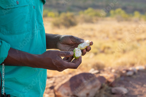 Aboriginal man showing fruit of yellow kapok plant photo