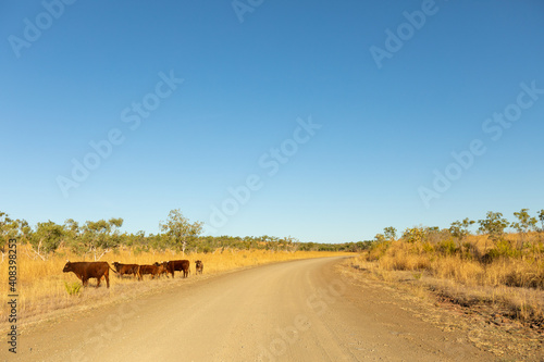 cattle on side of unsealed road in the east kimberley photo
