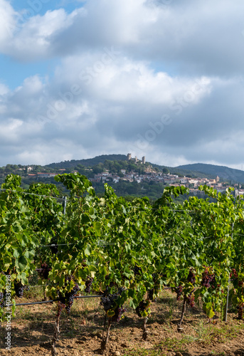 Rows of ripe wine grapes plants on vineyards in Cotes de Provence near Grimaud, region Provence, south of France