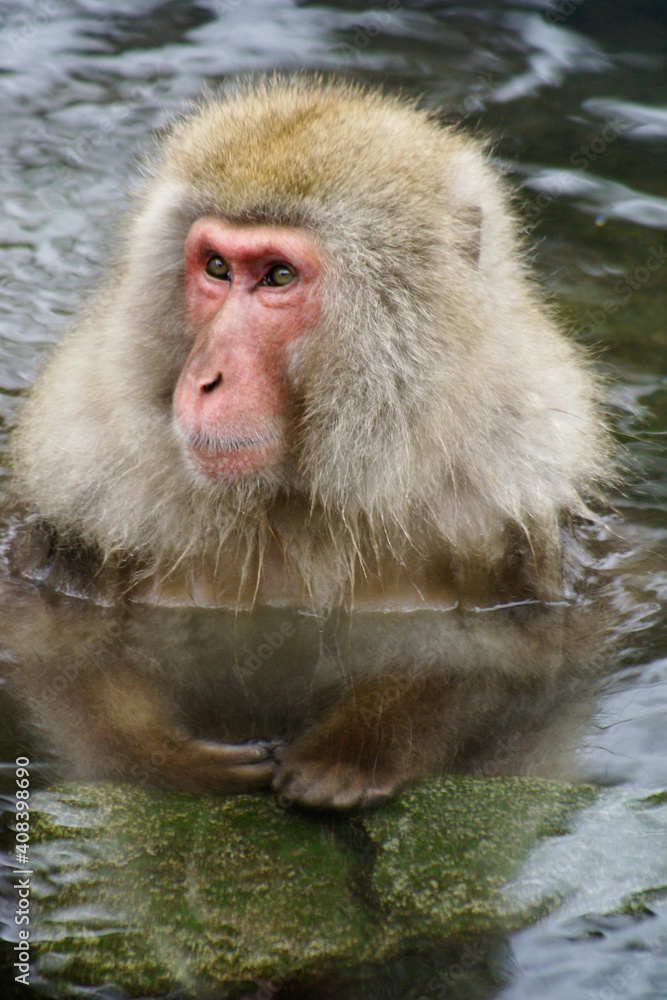 Fototapeta premium Japanese macaque (snow monkey) bathing in hot spring, Jigokudani, Yamanouchi, Nagano, Honshu, Japan