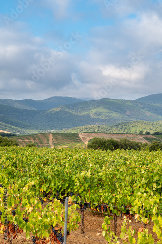Rows of ripe wine grapes plants on vineyards in Cotes  de Provence near Collobrieres   region Provence  south of France