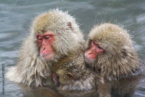 Japanese macaques (snow monkeys) bathing in hot spring, Jigokudani, Yamanouchi, Nagano, Honshu, Japan © Michele Burgess