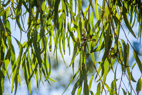 Long green gum leaves and nuts hanging down