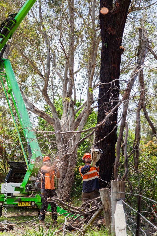 Two tradies working to remove a dying tree from garden safely Two tradies working to remove a dying tree from garden safely