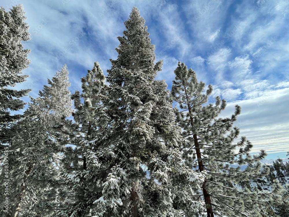 Scenic view of snow covered trees against a blue sky with clouds Scenic view of snow covered trees against a blue sky with clouds