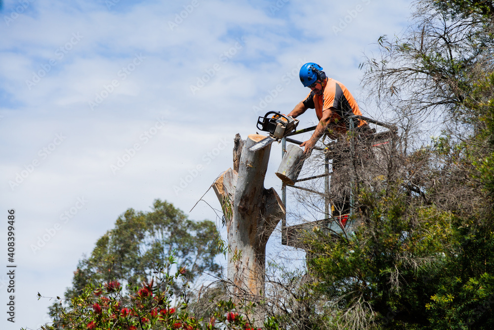 Arborist chainsawing down a dying gum tree into firewood Arborist chainsawing down a dying gum tree into firewood