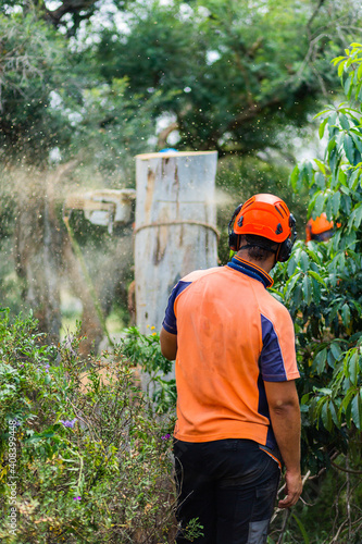 Tree removalist man working in garden photo