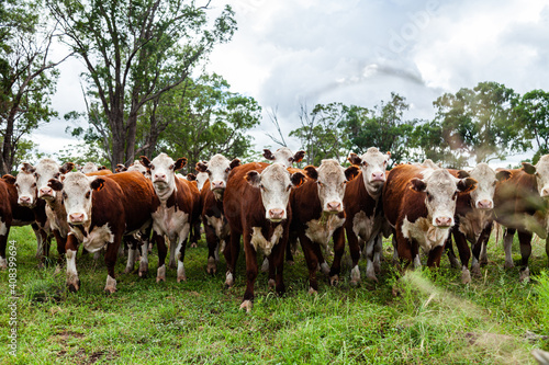 Herd of inquisitive Hereford cattle in paddock - newly restocked farm