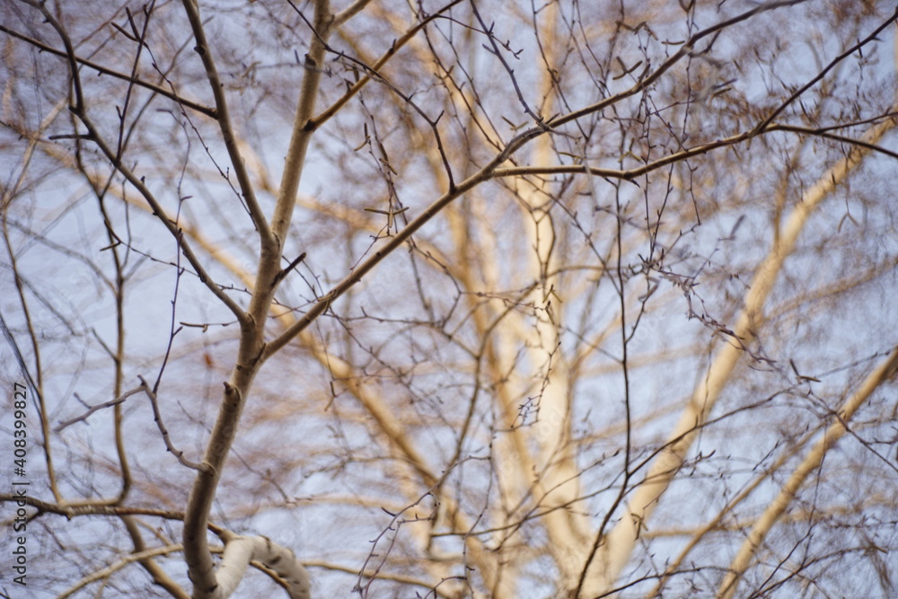 birch tree bare branches in blue sky background. birch tree bare branches in blue sky background.