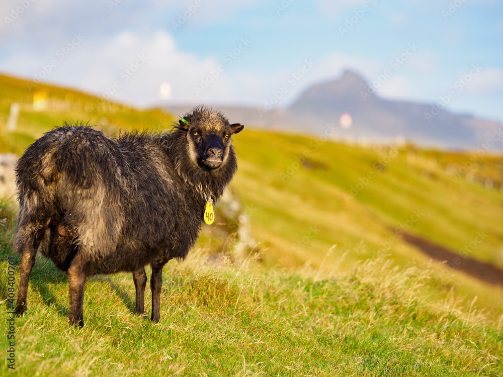Faroe Island Faroe Island