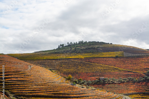 Fototapeta Naklejka Na Ścianę i Meble -  Colorful autumn landscape of oldest wine region in world Douro valley in Portugal, different varietes of grape vines growing on terraced vineyards, production of red, white and port wine.