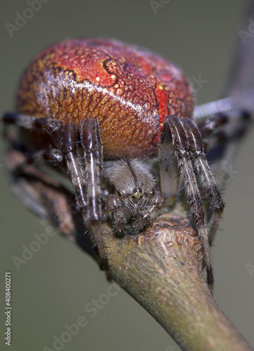 Macro shot of an araneus marmoreus spider on a branch photo