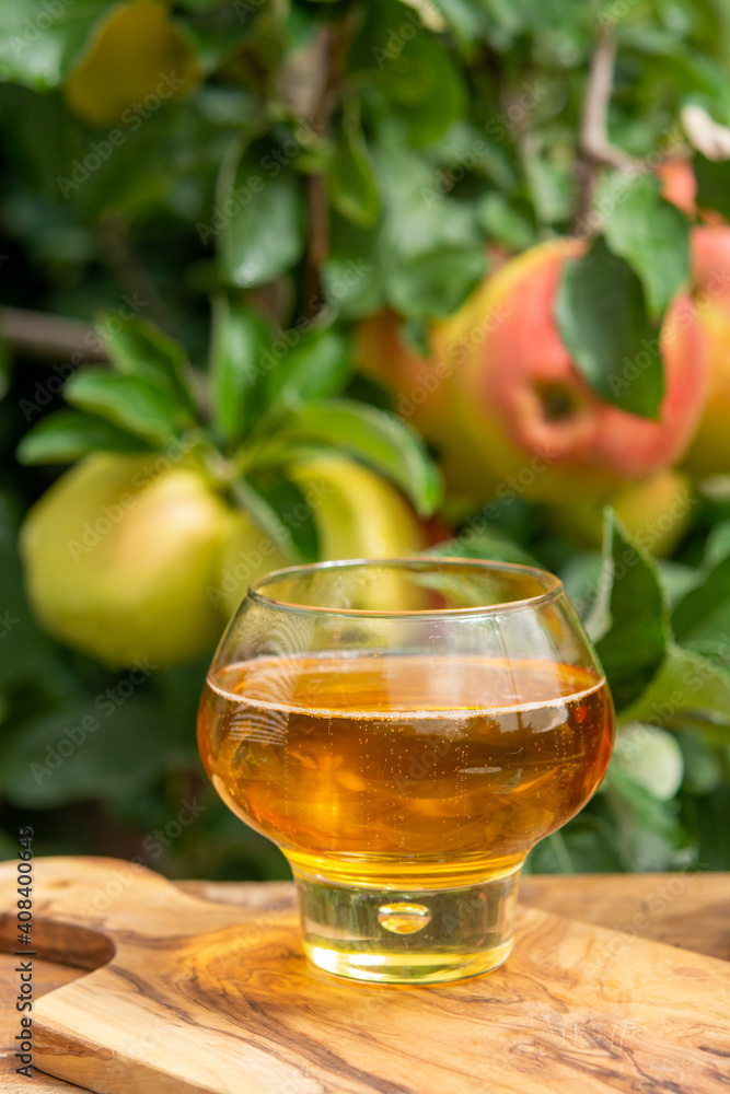 Glass of apple cider from Normandy, France and green apple tree with ripe red fruits on background Glass of apple cider from Normandy, France and green apple tree with ripe red fruits on background