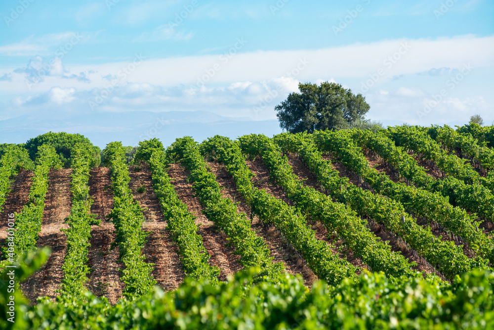 Rows of ripe syrah wine grapes plants on vineyards in Cotes  de Provence, region Provence, south of France