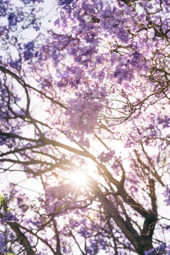 jacaranda tree with sun flare jacaranda tree with sun flare