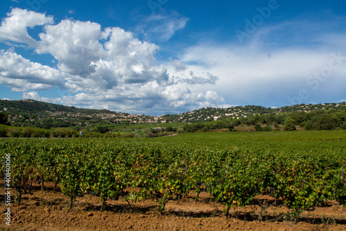 Rows of ripe wine grapes plants on vineyards in Cotes  de Provence  region Provence  Saint-Tropez  south of France