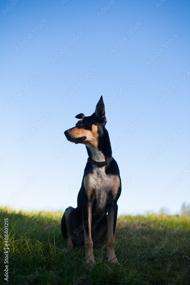 Portrait of an Australian Kelpie Cross Portrait of an Australian Kelpie Cross