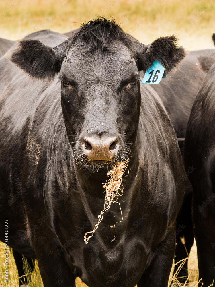 Black Angus Cow With Grass In Her Mouth Stock Photo Adobe Stock