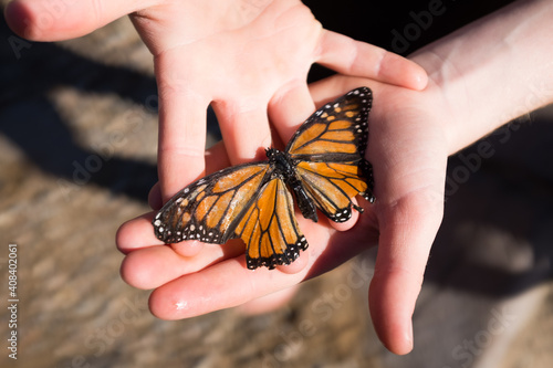 Close up of hands holding a monarch butterfly
