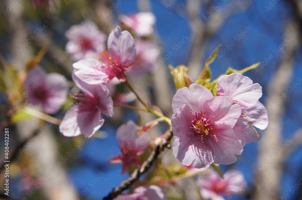 Fototapeta premium 桜