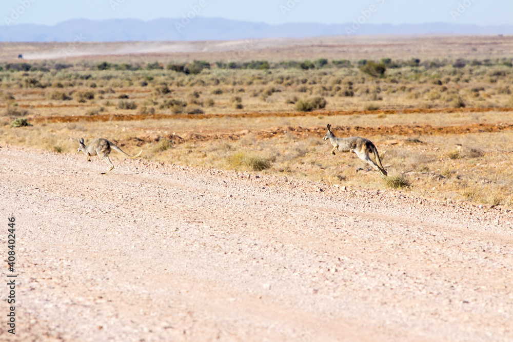 Kangaroos hopping onto outback road Kangaroos hopping onto outback road