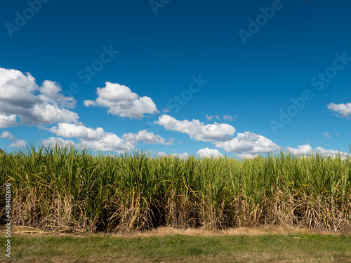 Sugar cane plants growing under vivid blue sky