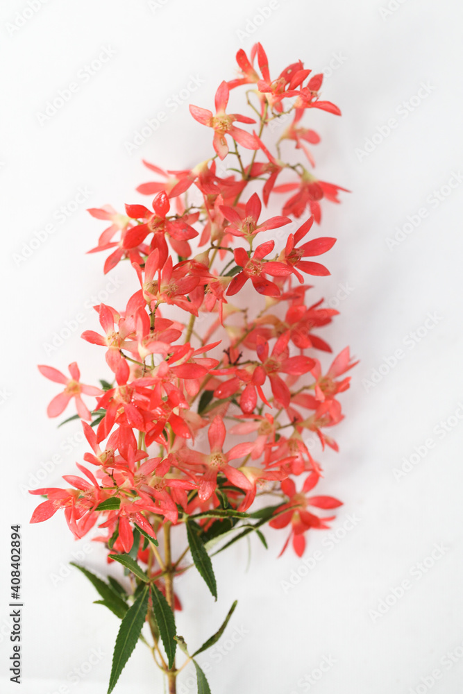 Bunch of Australian Christmas Bush on a white background Bunch of Australian Christmas Bush on a white background