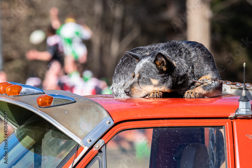 Cattle dog sleeps on roof of red ute at country rugby union match