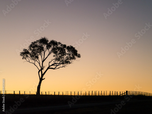 Gum tree and fence silhouetted against a bright evening sky
