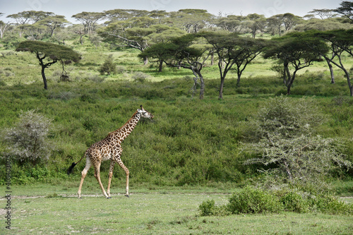 Canvas Print Masai giraffe walking, Ndutu, Ngorongoro Conservation Area, Tanzania