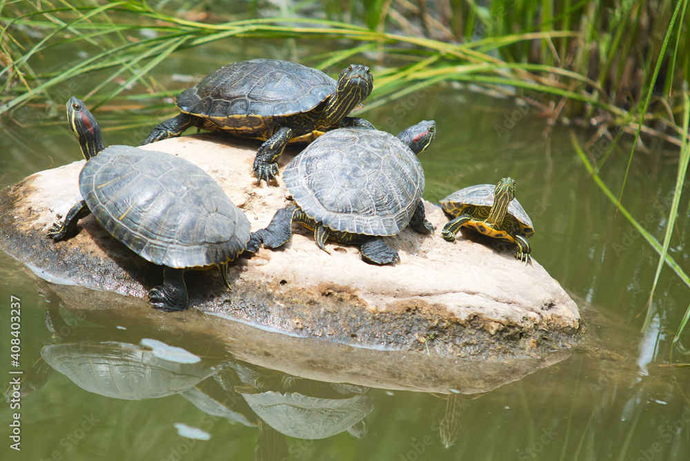turtles family basking on a sunny summer day on a stone by the lake turtles family basking on a sunny summer day on a stone by the lake