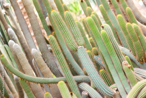 cactus family from Elda, Spain photo