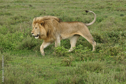Male lion walking, Ndutu, Ngorongoro Conservation Area, Tanzania