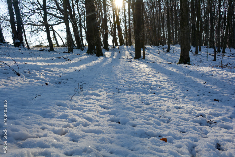 Many white snow at sunrise in a forest Many white snow at sunrise in a forest