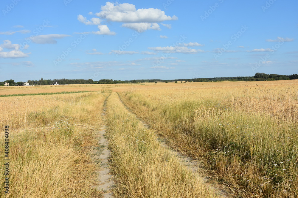 droga polna wśród zbóż, lato