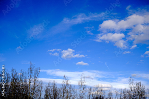 Huge and dried tree with no leaves with blue sky and white clouds background.