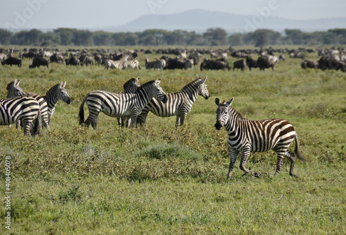 Common zebras and wildebeests during the migration  Ndutu  Ngorongoro Conservation Area  Tanzania