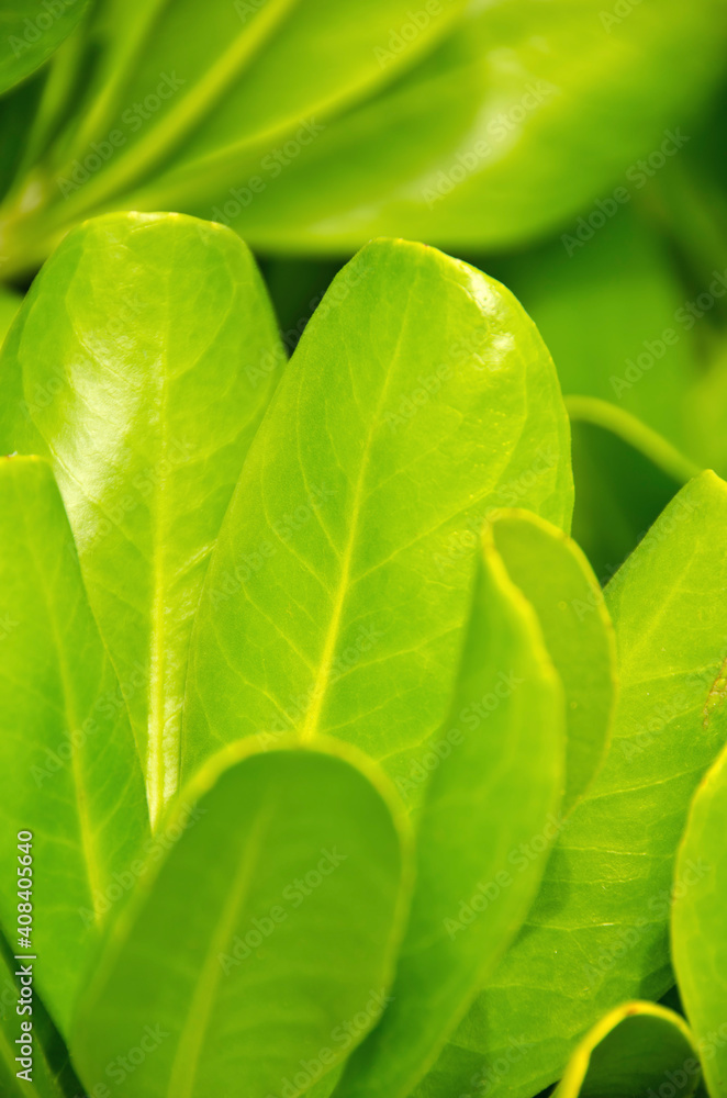 Mexico, Playa Del Carmen, green leaves Mexico, Playa Del Carmen, green leaves