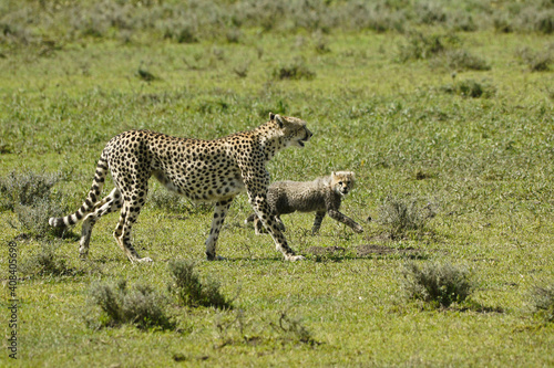 Female cheetah and cub walking in green grass, Ndutu, Ngorongoro Conservation Area,  Tanzania © Michele Burgess