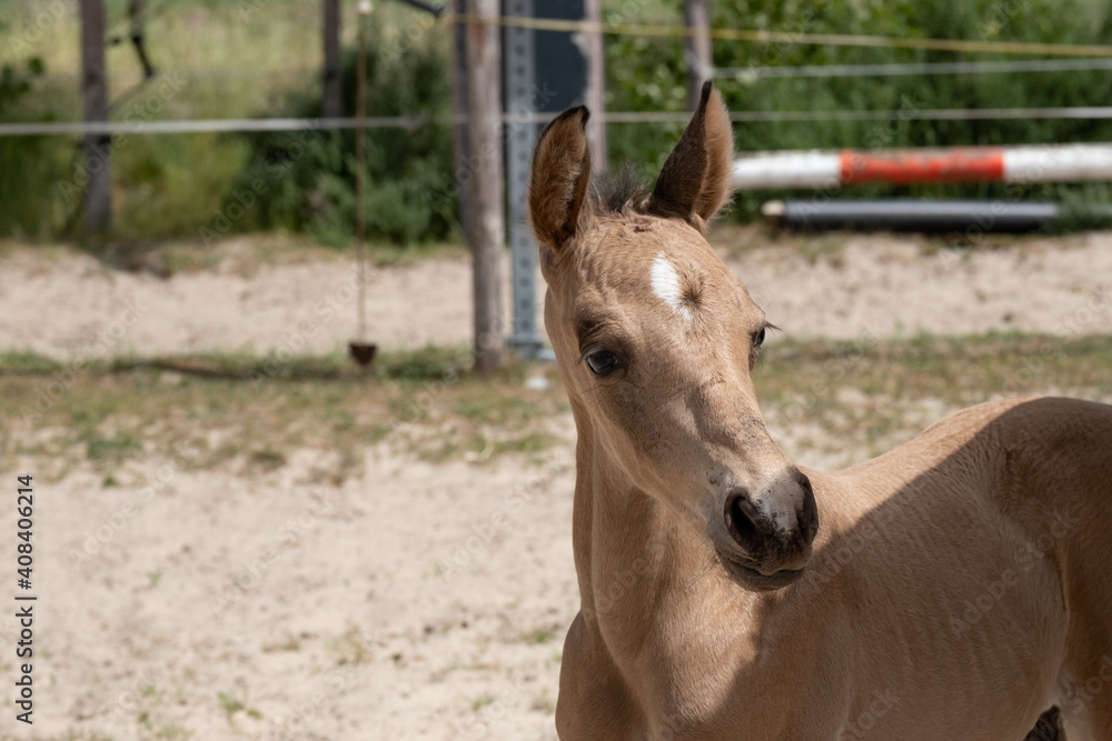 Small newborn yellow foal looking over the shoulder to the camera. Neck and head against a sandy background Small newborn yellow foal looking over the shoulder to the camera. Neck and head against a sandy background