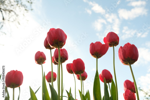 Group of red tulips against the sky.