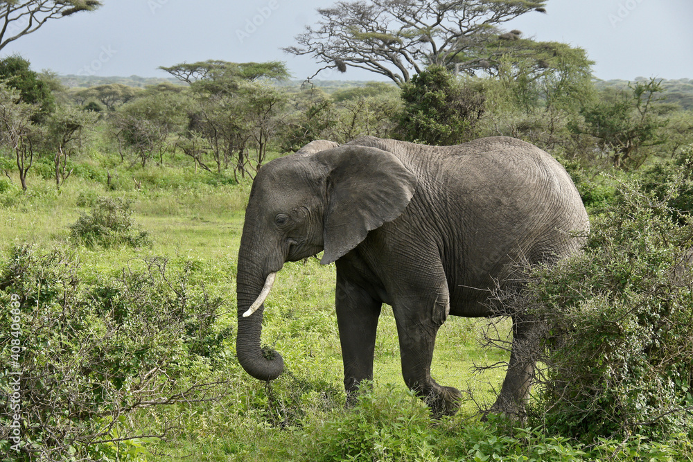 Fototapeta premium Elephant and acacias during rainy season, Ndutu, Ngorongoro Conservation Area, Tanzania