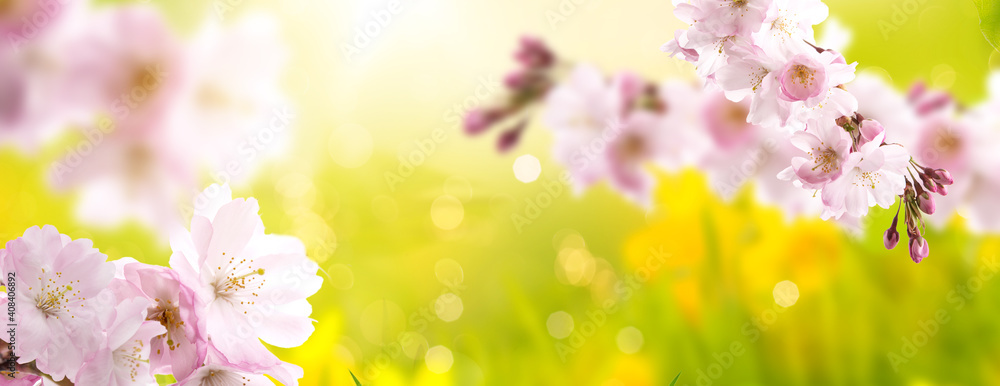 Cherry blossom tree in beautiful summer and springrime background with bokeh. Cherry blossom tree in beautiful summer and springrime background with bokeh.