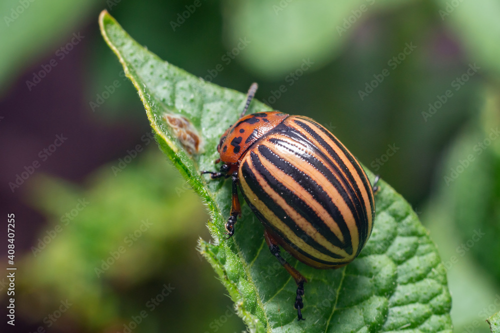 Crop pest, the Colorado potato beetle sits on the leaves of potatoes Crop pest, the Colorado potato beetle sits on the leaves of potatoes