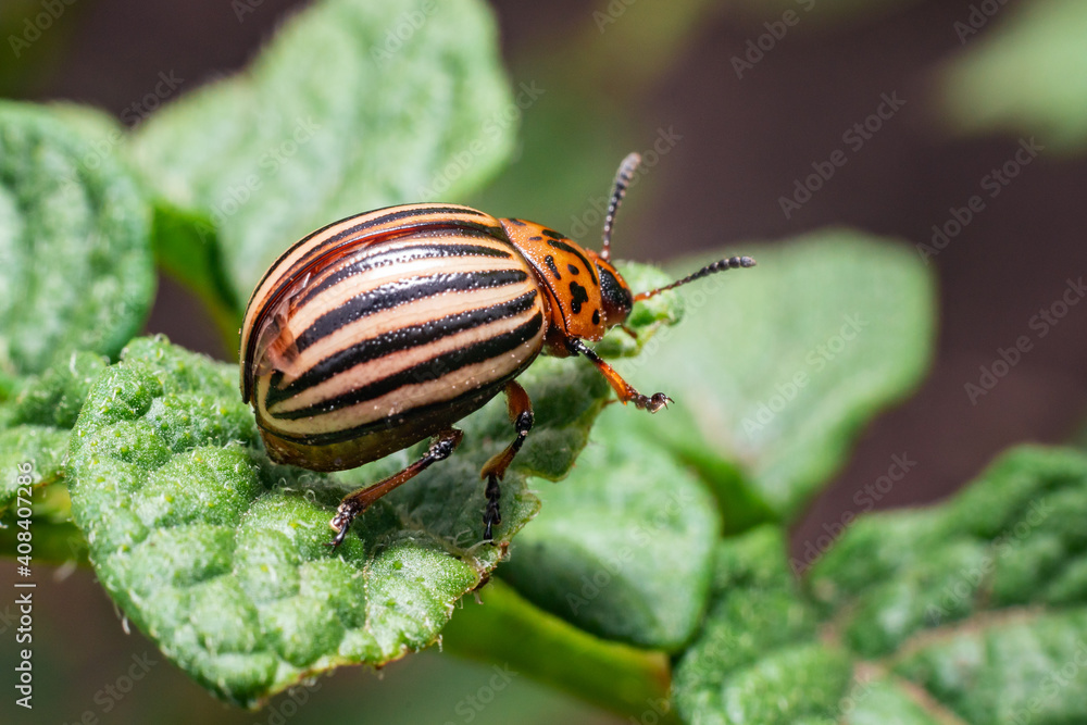Crop pest, the Colorado potato beetle sits on the leaves of potatoes Crop pest, the Colorado potato beetle sits on the leaves of potatoes